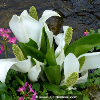 LYSICHITON camtschatcensis