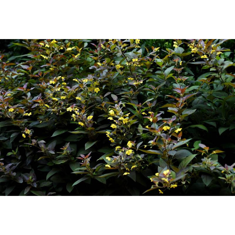 LYSIMACHIA ciliata 'Firecracker'