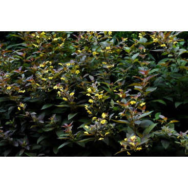 LYSIMACHIA ciliata \'Firecracker\'