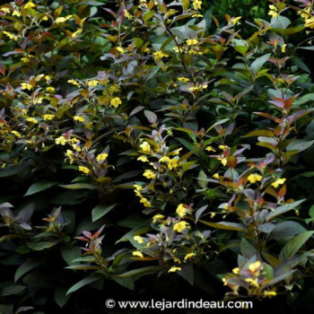 LYSIMACHIA ciliata &#039;Firecracker&#039;