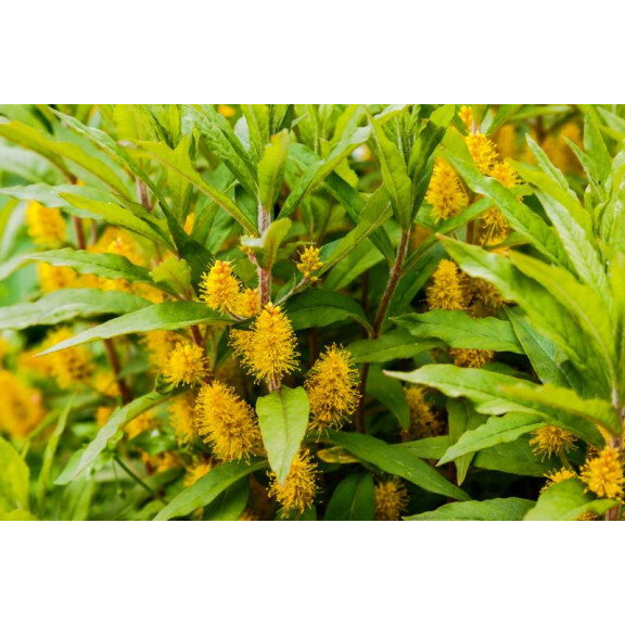 LYSIMACHIA thyrsiflora