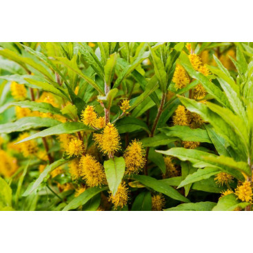 LYSIMACHIA thyrsiflora
