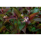 PERSICARIA microcephala 'Red Dragon'