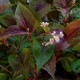 PERSICARIA microcephala 'Red Dragon'