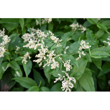 PERSICARIA polymorpha