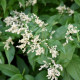 PERSICARIA polymorpha