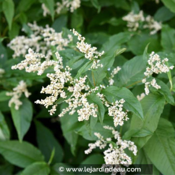 PERSICARIA polymorpha