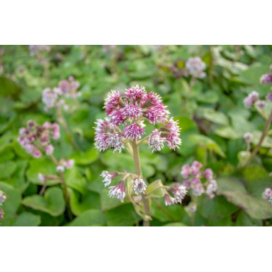 PETASITES fragrans