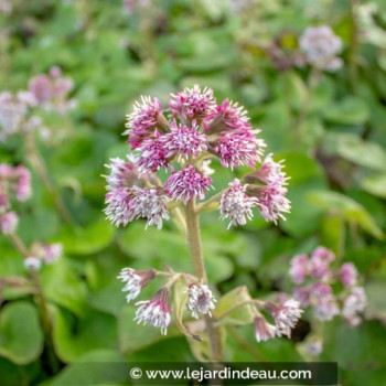 PETASITES fragrans