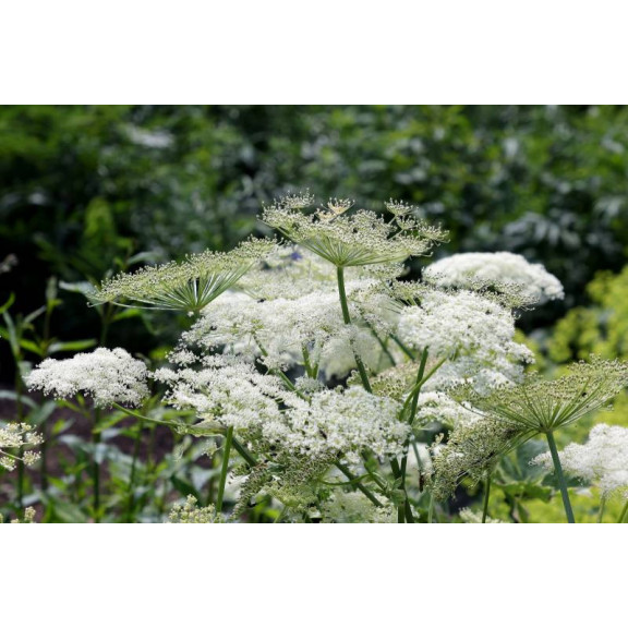 PEUCEDANUM ostruthium 'Daphnis'
