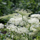 PEUCEDANUM ostruthium 'Daphnis'