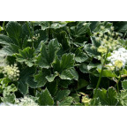 PEUCEDANUM ostruthium 'Daphnis'