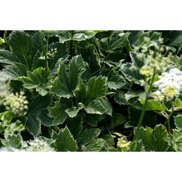 PEUCEDANUM ostruthium \'Daphnis\'