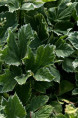 PEUCEDANUM ostruthium 'Daphnis'