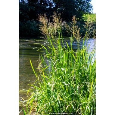 GLYCERIA maxima