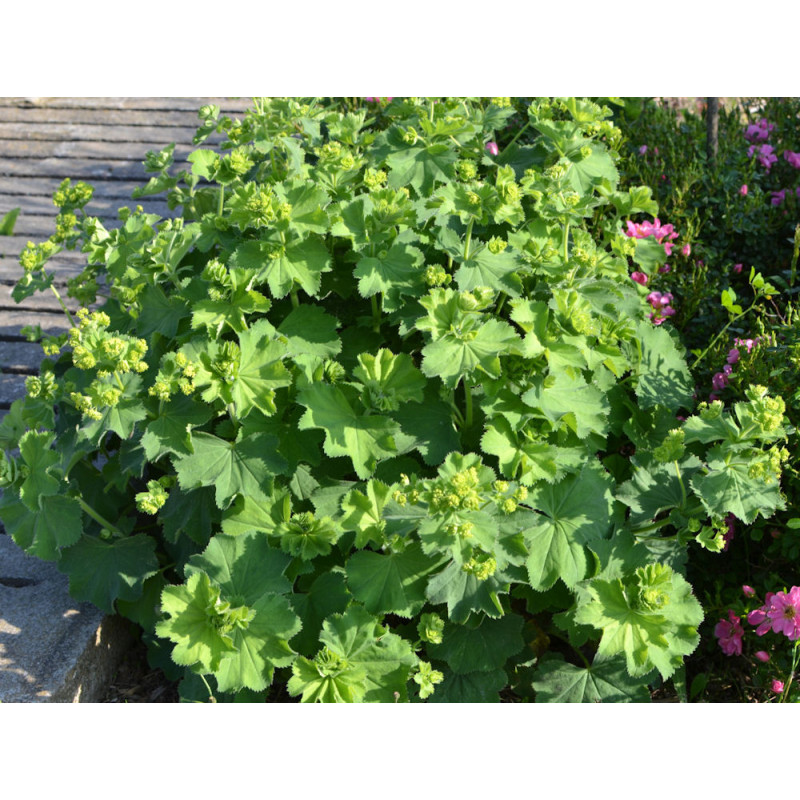 ALCHEMILLA mollis