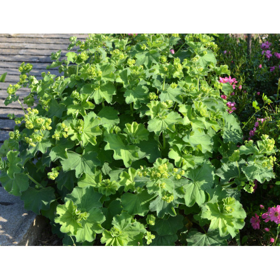ALCHEMILLA mollis