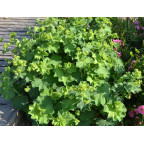 ALCHEMILLA mollis