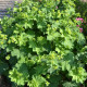 ALCHEMILLA mollis