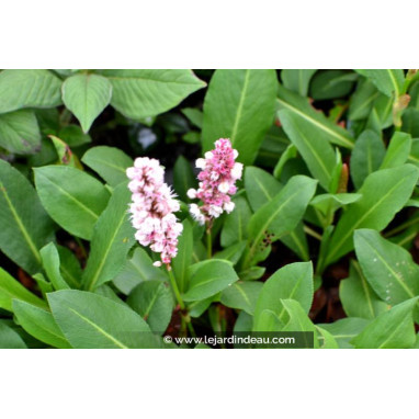 PERSICARIA affinis \'Kabouter\'