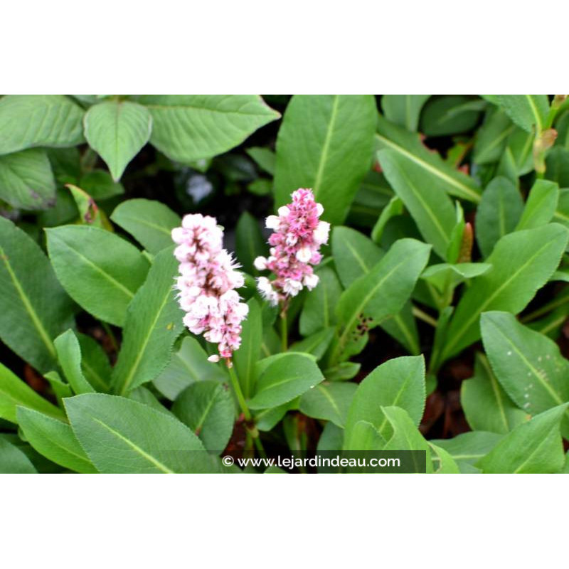 PERSICARIA affinis 'Kabouter'