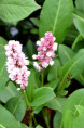 PERSICARIA affinis 'Kabouter'