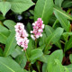 PERSICARIA affinis 'Kabouter'