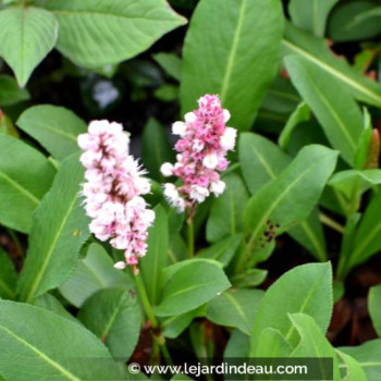 PERSICARIA affinis &#039;Kabouter&#039;