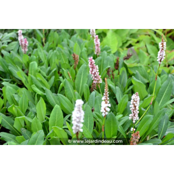 PERSICARIA affinis 'Kabouter'