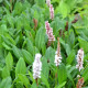 PERSICARIA affinis 'Kabouter'