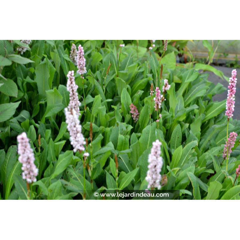 PERSICARIA affinis 'Kabouter'