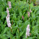 PERSICARIA affinis 'Kabouter'