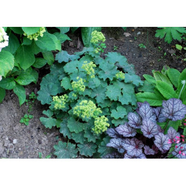 ALCHEMILLA mollis \'Thriller\'