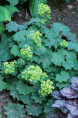 ALCHEMILLA mollis 'Thriller'