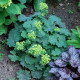 ALCHEMILLA mollis 'Thriller'