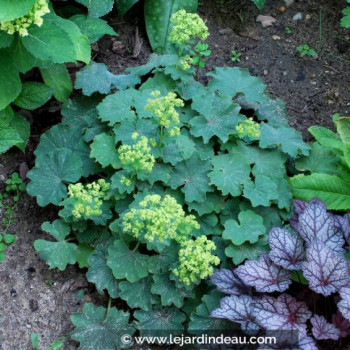 ALCHEMILLA mollis &#039;Thriller&#039;