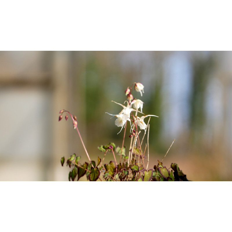 EPIMEDIUM grandiflorum 'Bandit' EPIMEDIUM grandiflorum 'Bandit'