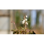 EPIMEDIUM grandiflorum 'Bandit' EPIMEDIUM grandiflorum 'Bandit'