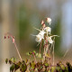 EPIMEDIUM grandiflorum 'Bandit'