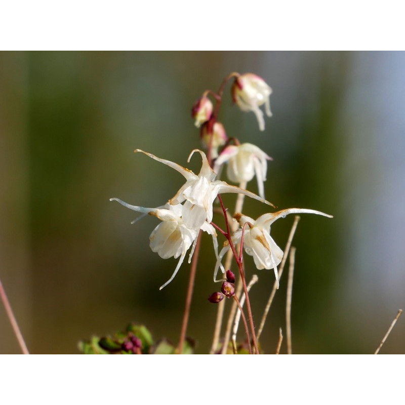 EPIMEDIUM grandiflorum 'Bandit' EPIMEDIUM grandiflorum 'Bandit'