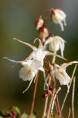 EPIMEDIUM grandiflorum 'Bandit'