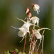 EPIMEDIUM grandiflorum 'Bandit'