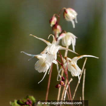 EPIMEDIUM grandiflorum &#039;Bandit&#039;