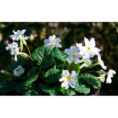 PRIMULA juliae \'Alba\'