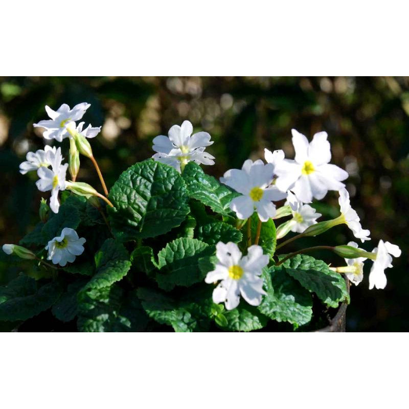 PRIMULA juliae 'Alba'
