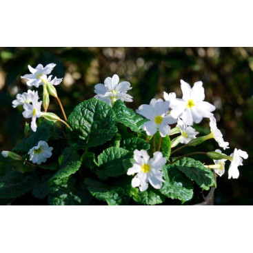 PRIMULA juliae \'Alba\'