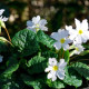 PRIMULA juliae 'Alba'