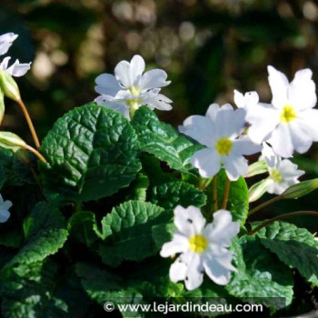 PRIMULA juliae &#039;Alba&#039;