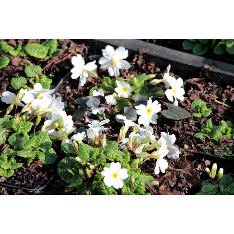 PRIMULA juliae 'Alba'