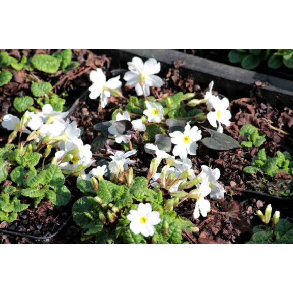 PRIMULA juliae 'Alba'